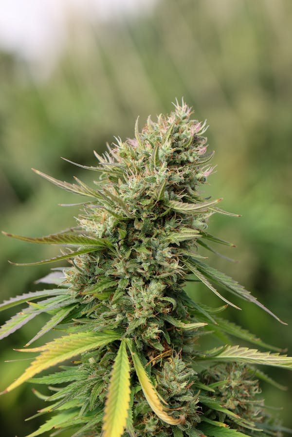 marijuana's plants seeds